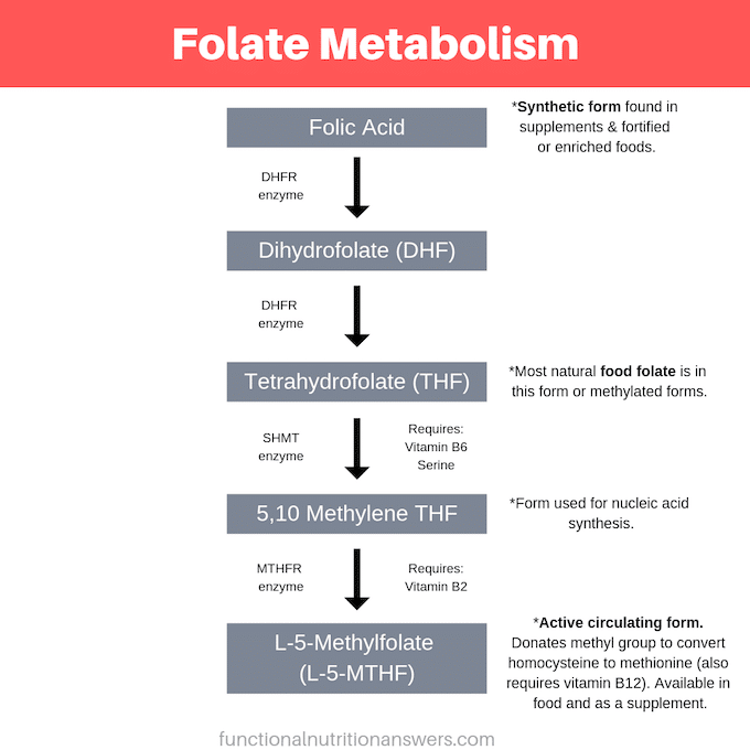 Folate Metabolism - Functional Nutrition Answers