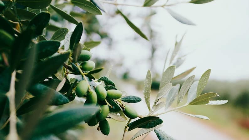 olive oil for constipation